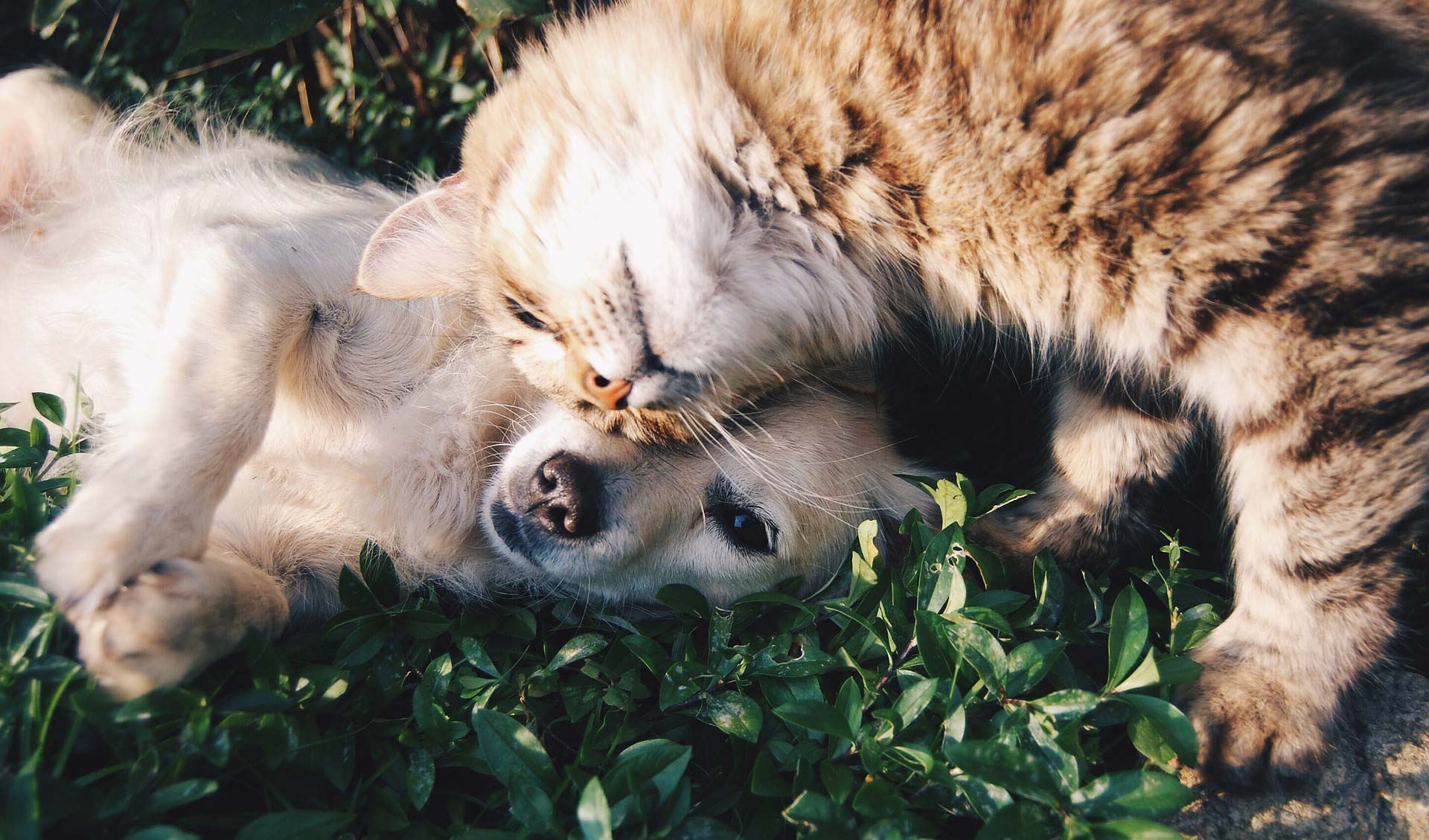 Hund, kat og gnaver | Dyreklinik